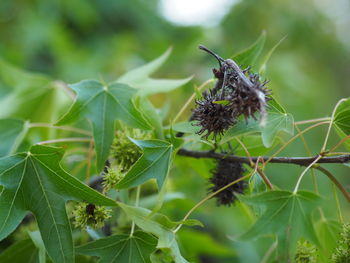Close-up of insect on flower