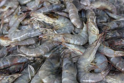 Full frame shot of fish for sale in market