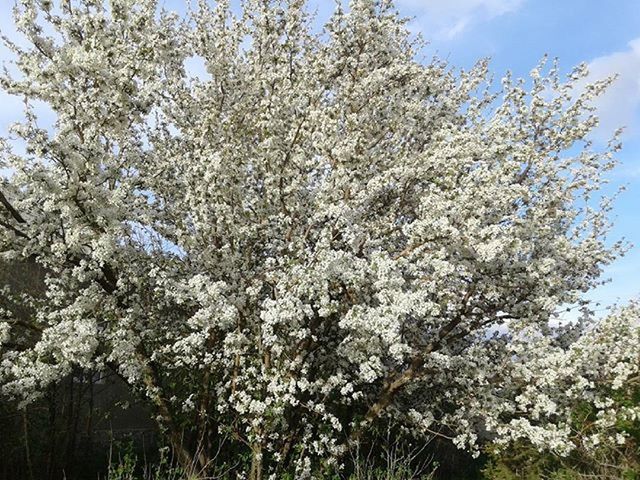 flower, tree, growth, freshness, beauty in nature, white color, nature, branch, low angle view, fragility, blossom, blooming, in bloom, sky, springtime, cherry blossom, tranquility, day, outdoors, no people