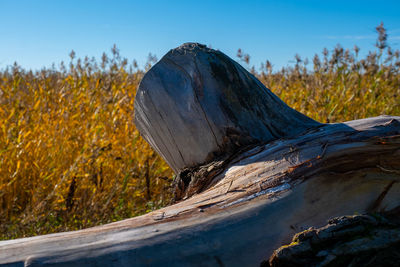 Close-up of wood on field against clear blue sky