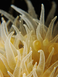 Close-up of coral in sea