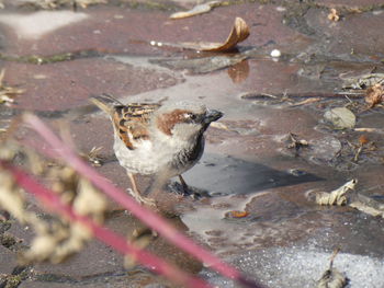 High angle view of duck drinking water