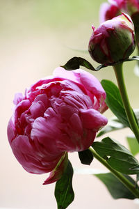 Close-up of pink rose flower