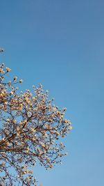 Low angle view of tree against blue sky