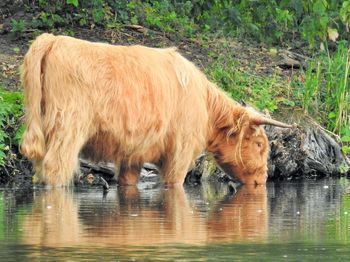 Horse in a lake