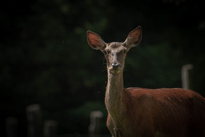 Portrait of giraffe standing outdoors
