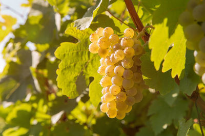 Close-up of grapes growing in vineyard