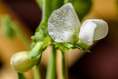 Blooming white peas flower close up. hobby home gardening