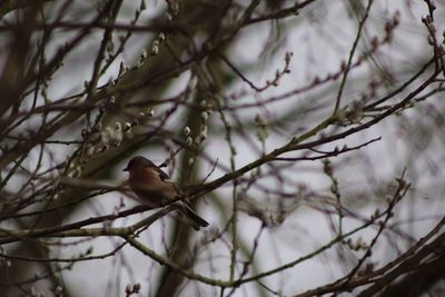 Birds perching on branch