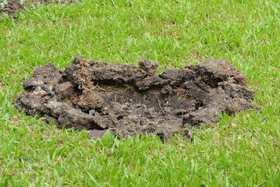 Close-up of plant on field