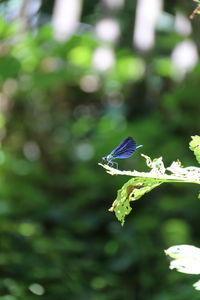 Close-up of butterfly on purple flower