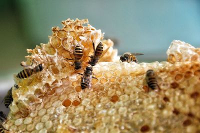 Close-up of bee on rock