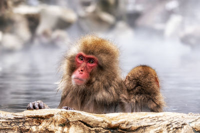 Snow monkeys, japanese macaque, relaxing by the hot spring water in jigokudani monkey park, japan.