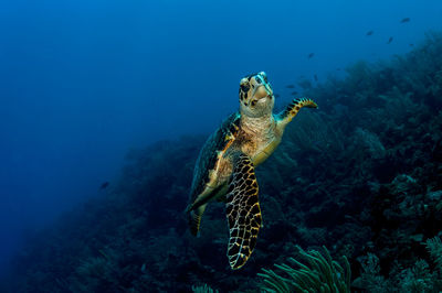 Fish swimming in sea