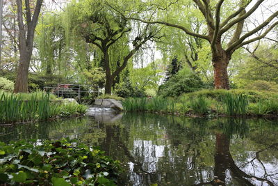 Scenic view of lake by trees in forest