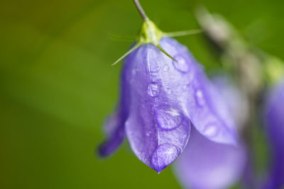 Close-up of purple flower