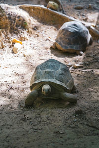 Big tortoises walking on the ground.