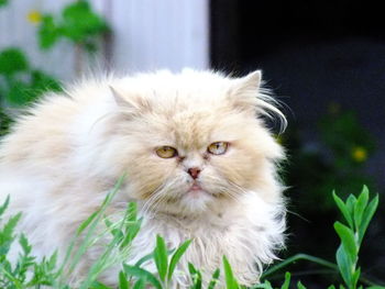 Close-up portrait of cat