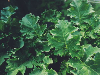 Close-up of green leaves on plant