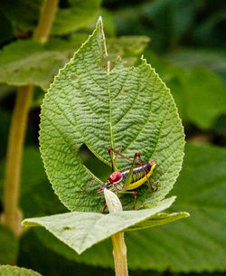 Close-up of insect on leaf