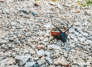 Close-up of butterfly on rock