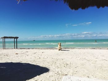 Scenic view of beach against clear blue sky