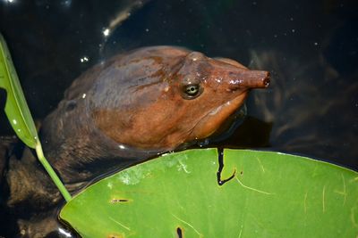 Close-up headshot of florida softshell turtle, apalone ferox