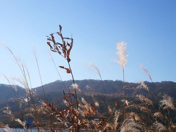 Plants on landscape against clear sky