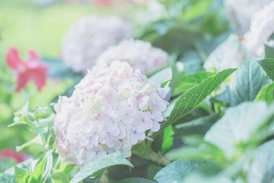 Close-up of pink flowers blooming outdoors