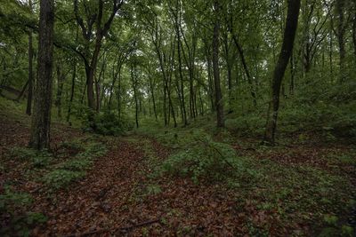 Trees growing in forest