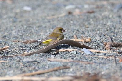 Close-up of bird on field