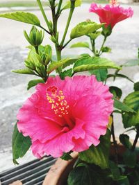 Close-up of pink hibiscus blooming outdoors