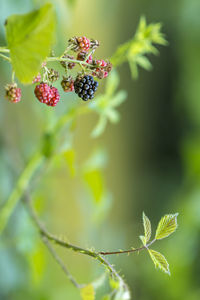 Black berries against green background with copy space