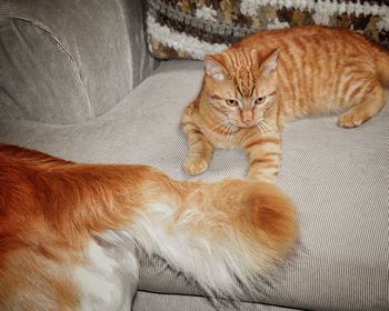 Portrait of ginger cat