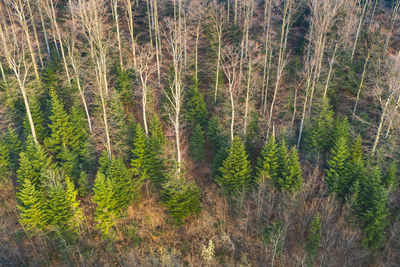 Plants growing on land