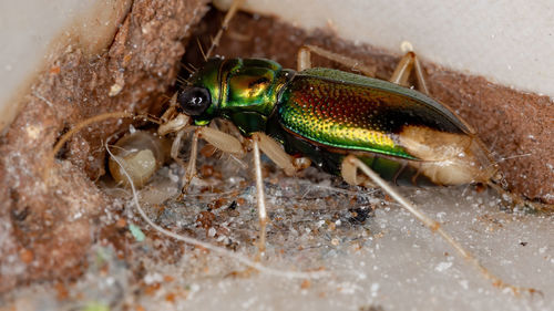 Close-up of insect