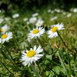 Close-up of daisy flowers blooming in field