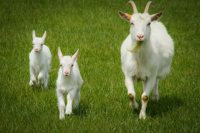 White sheep on grass