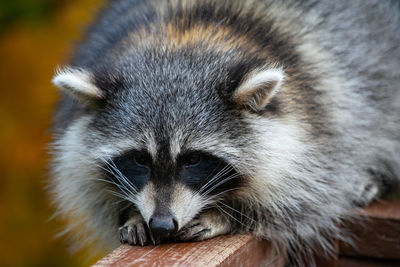 Close up of raccoon on wooden railing