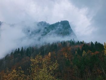 Scenic view of forest against sky during autumn