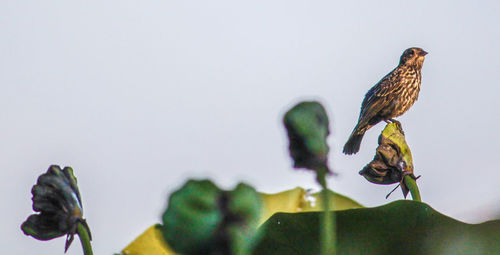 Close-up of bird perching on a plant