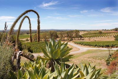 Cactus growing on field against sky
