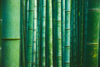 Detail shot of bamboo plants