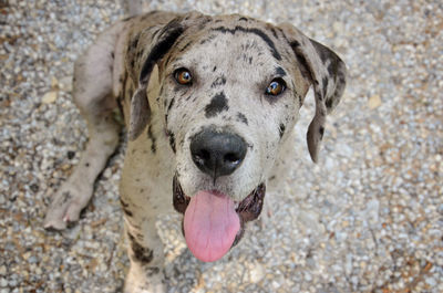 Close-up portrait of a dog