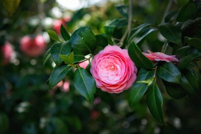 Close-up of pink rose plant