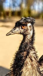 Close-up of bird