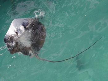 High angle view of stingray swimming in sea