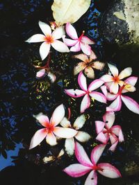 Close-up of pink flower