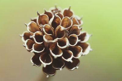 Close-up of dry flower