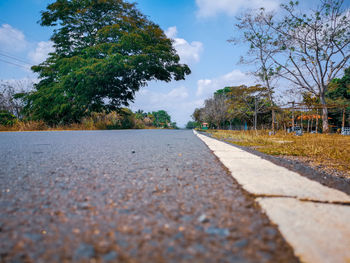 Surface level of road along trees